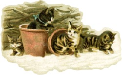 [kittens-pots.jpg]
