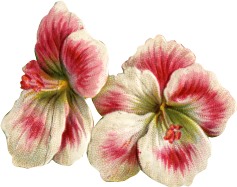 [two-pink-white-flowers.jpg]
