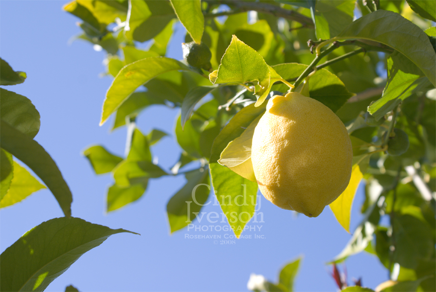 [Lemon.jpg]