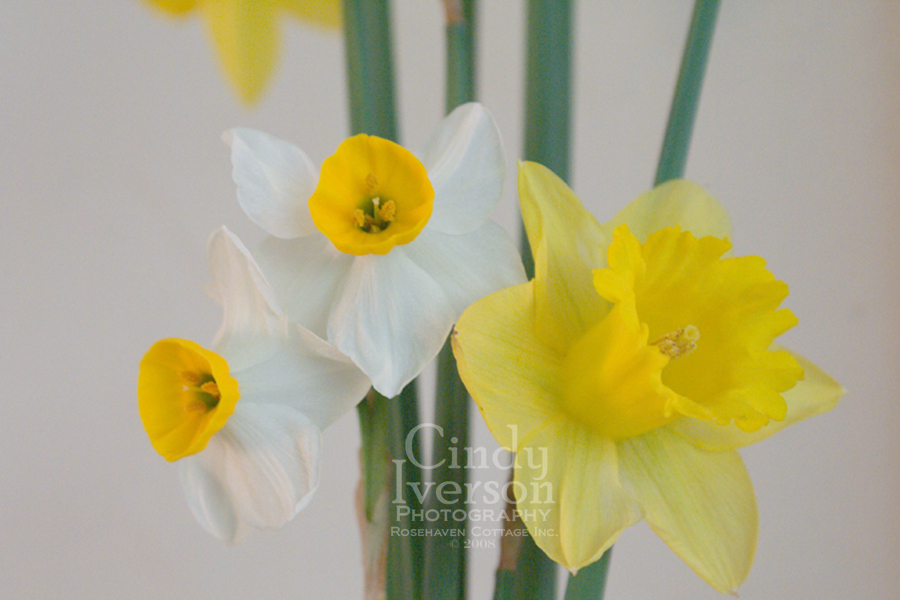 [Daffodils+and+narcissuss+closeup.jpg]