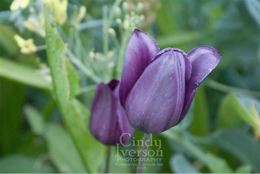 [Purple+tulips.jpg]