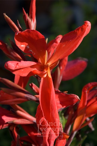[Red+canna+lily.jpg]