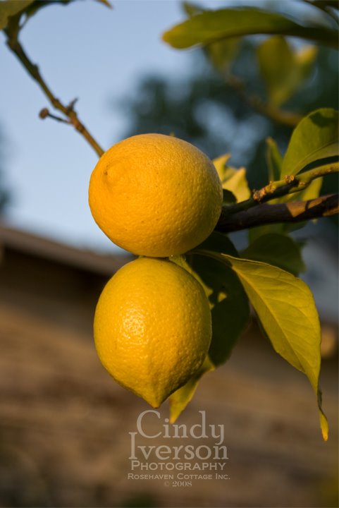 [Lemons.jpg]