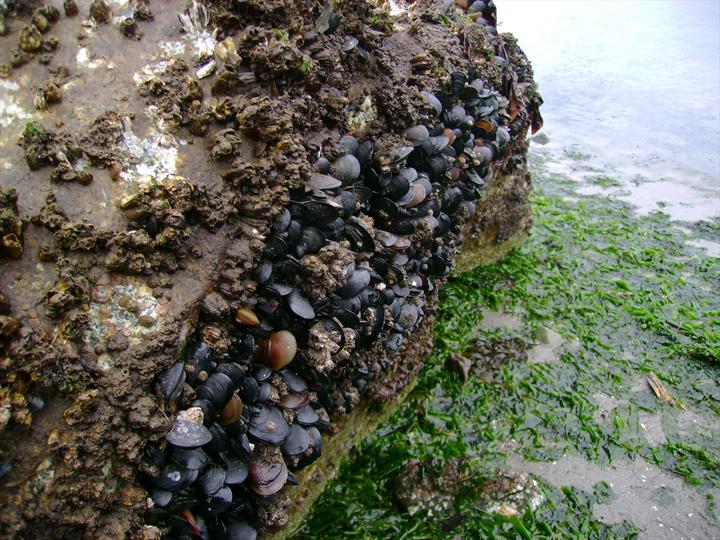 [Mussels.jpg]
