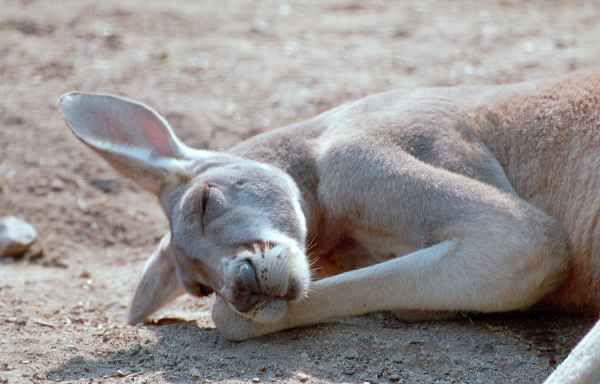 [kangaroo-sleeping.jpg]