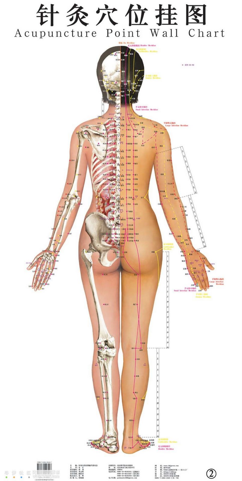[acupuncture+point+wall+chart+2.jpg]