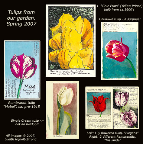 [Sketches-Tulips+JudithNijholt+Strong.jpg]