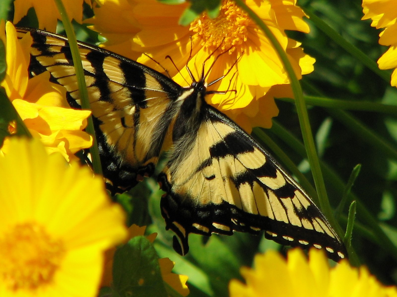 [closeup+monarch+butterfly.jpg]