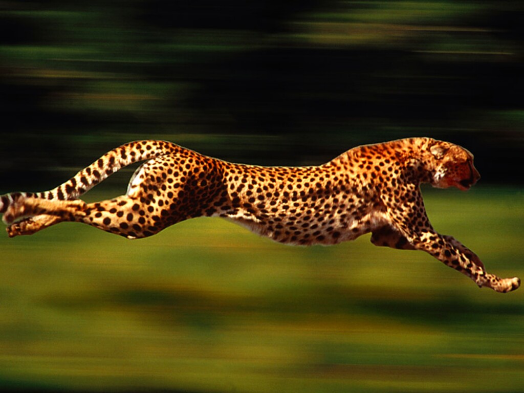 [cheetah+1.jpg]