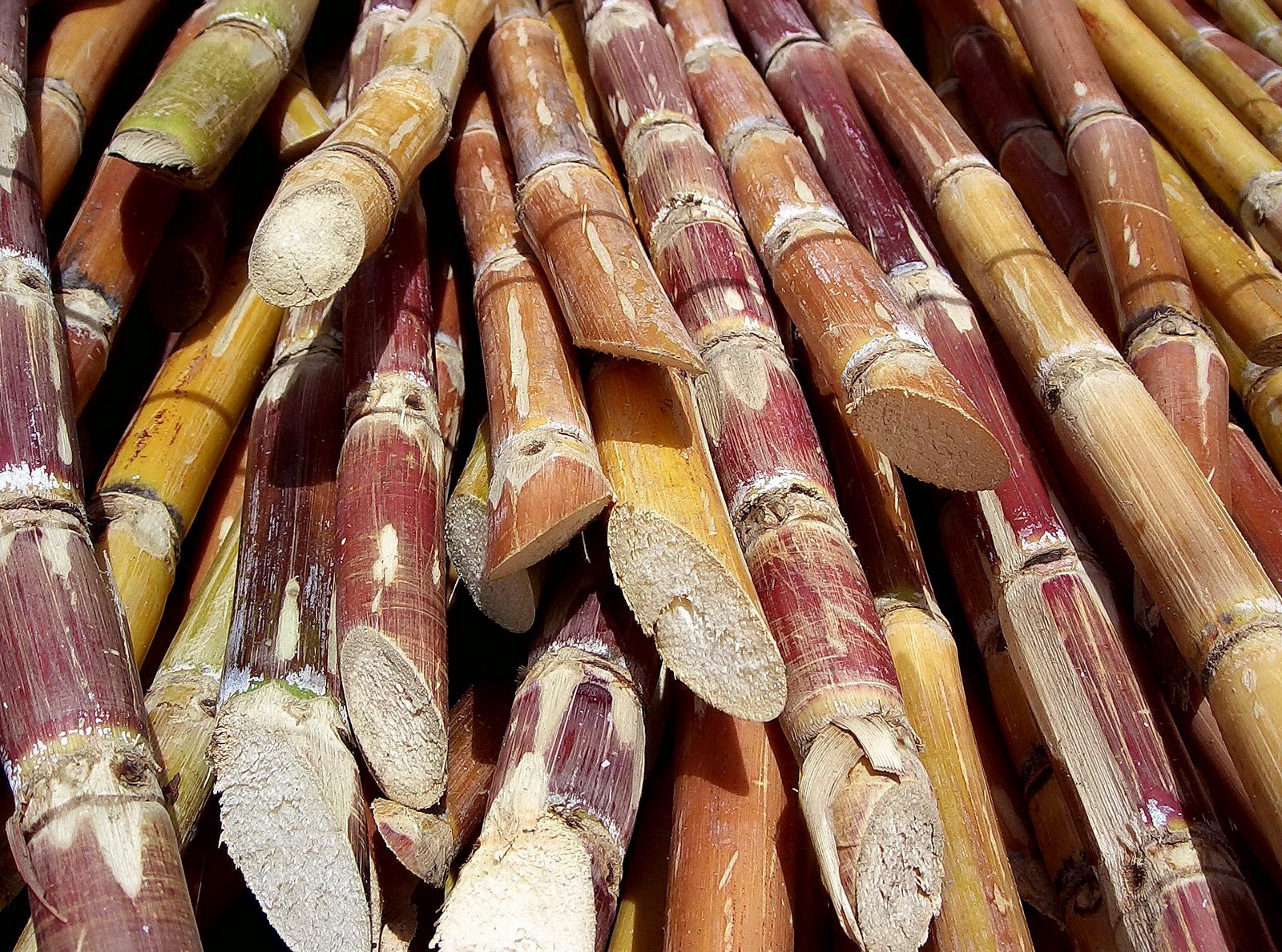 [Cut_sugarcane.jpg]