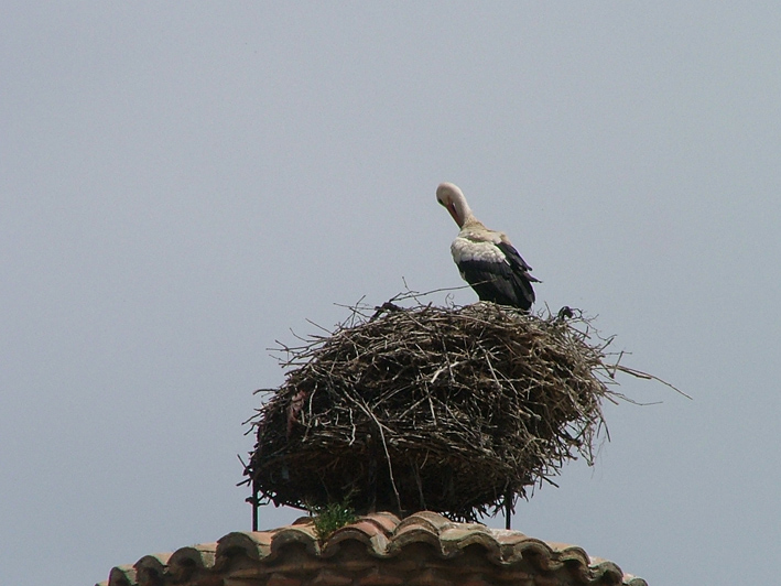[stork+nest+2.jpg]
