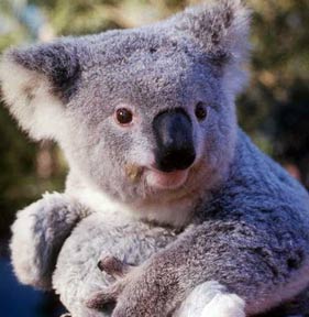[koala_baby_pic.jpg]