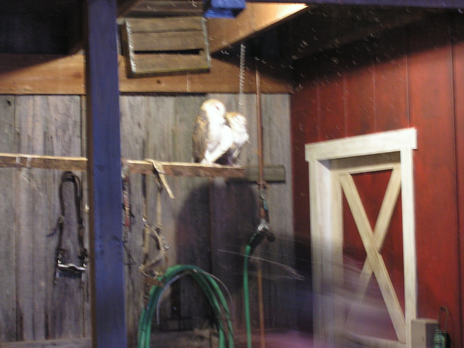 [IOP+2008+-+Aquarium+Lovebird+owls.JPG]