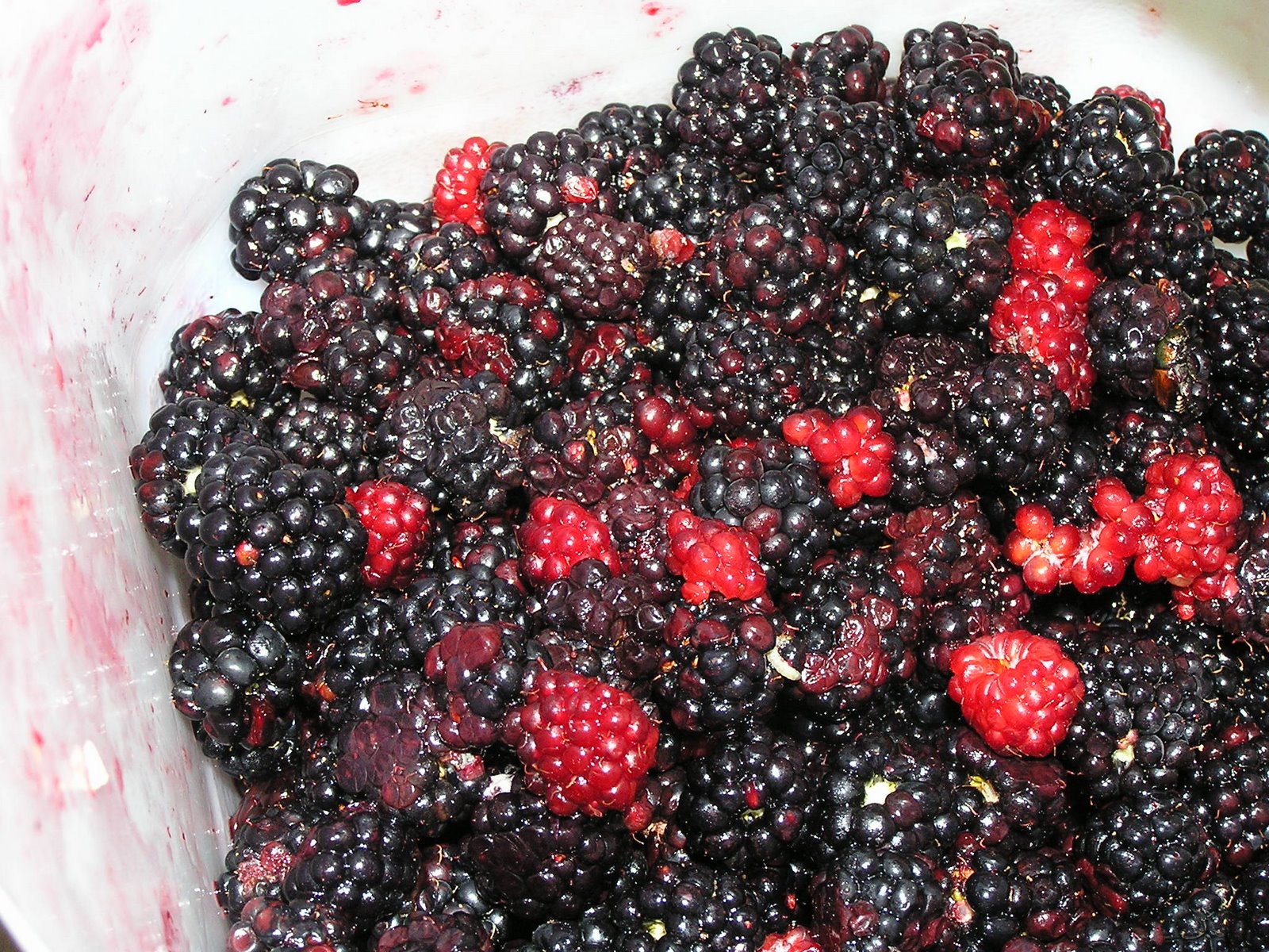 [berries+from+Michael.JPG]