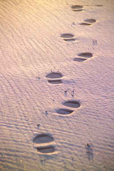 [Footsteps-in-sand-400x600.jpg]