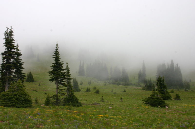 [800px-Mist_Covering_a_Meadow_under_Forest_Encroachment.jpg]
