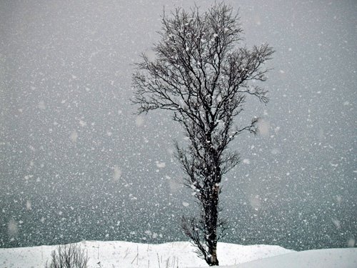 [tree_snowing.jpg]