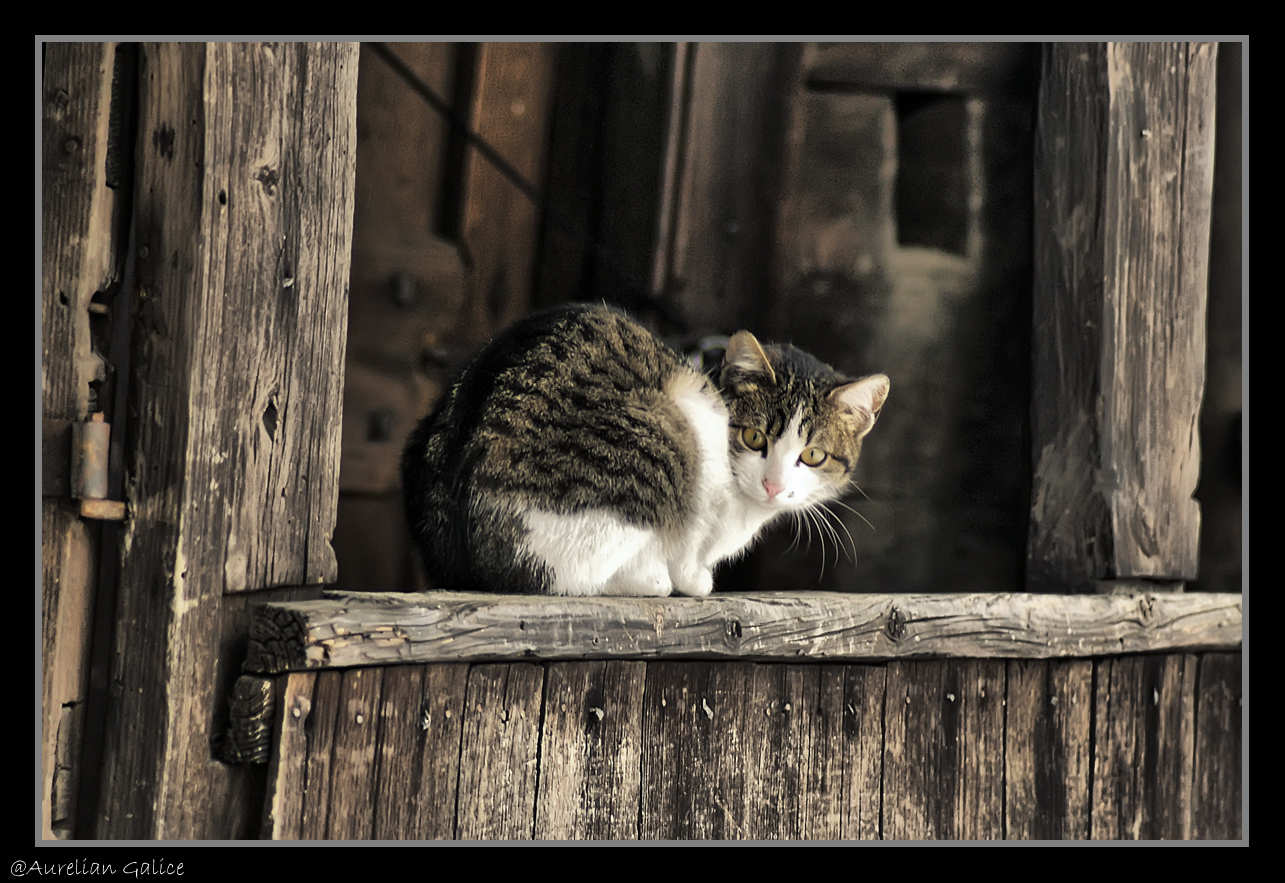 [Cat+on+the+Porch.jpg]
