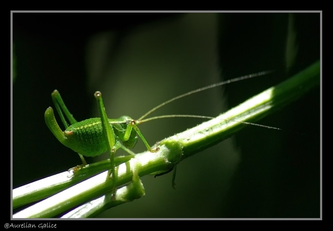 [Green+Grasshopper=1.jpg]