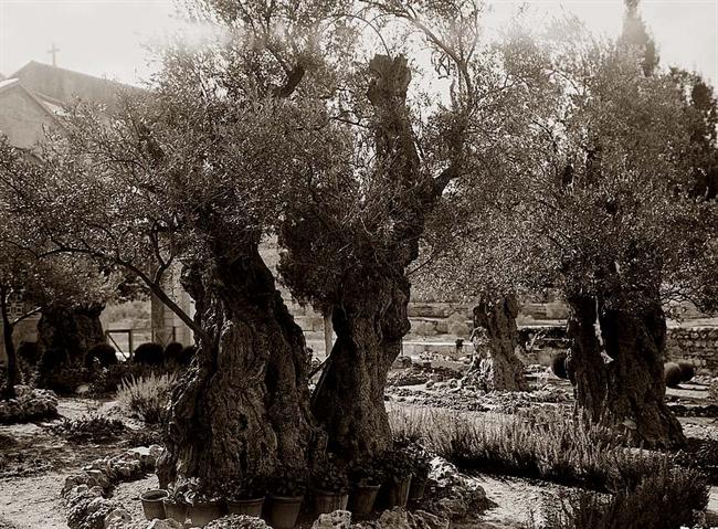 [Gethsemane-Garden-010.jpg]