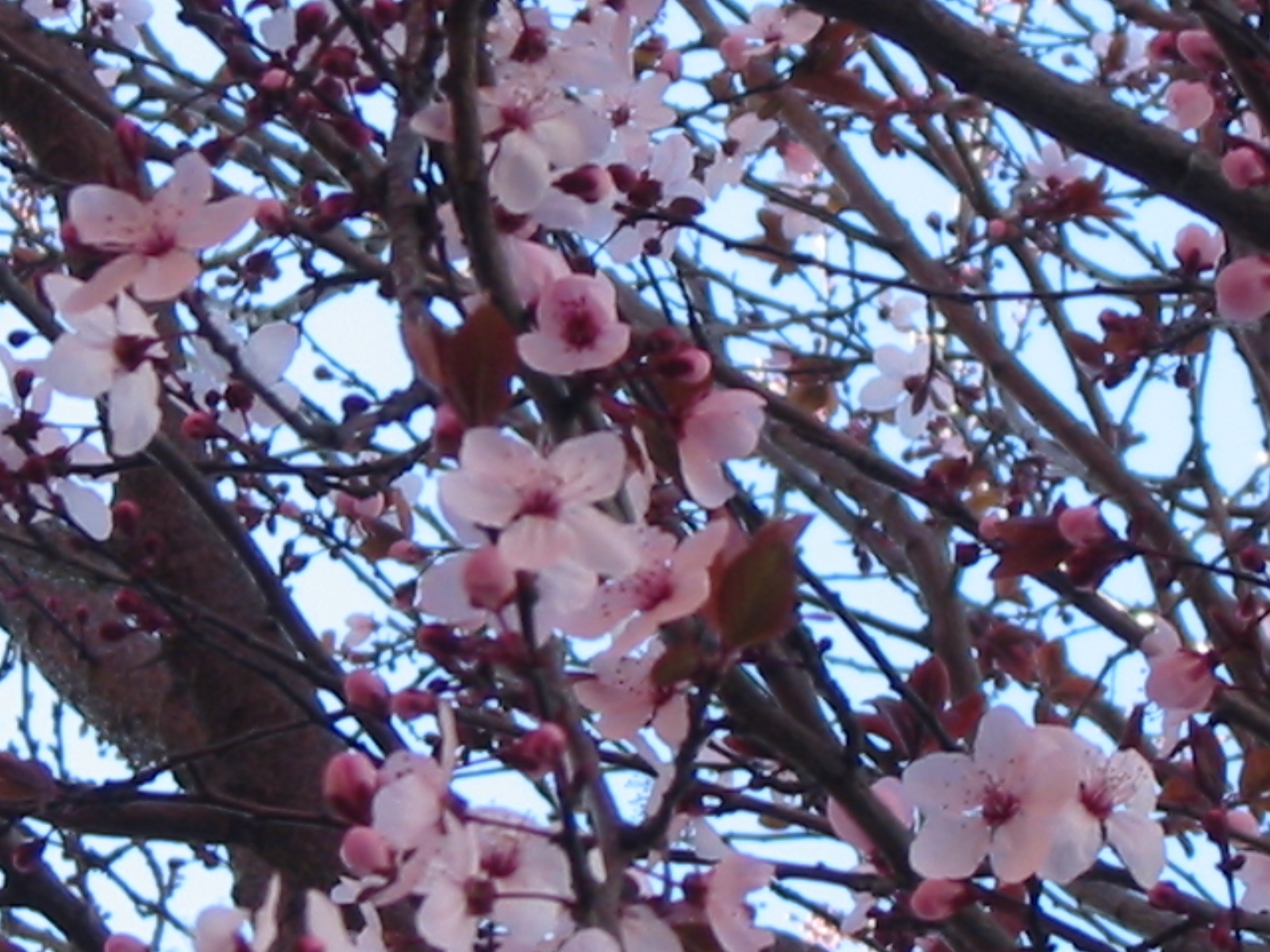 [Japanese+Plum+Blossoms.jpg]