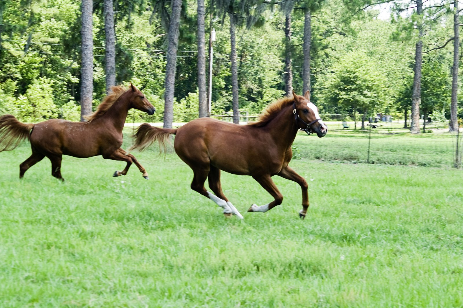 [two+cantering.jpg]