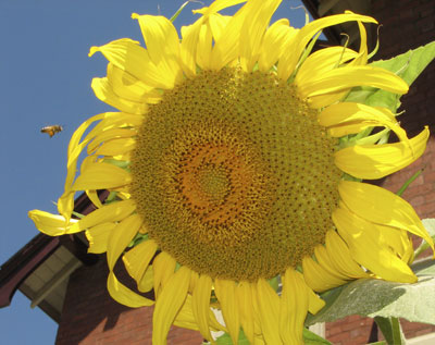 [sunflower-and-bee.jpg]