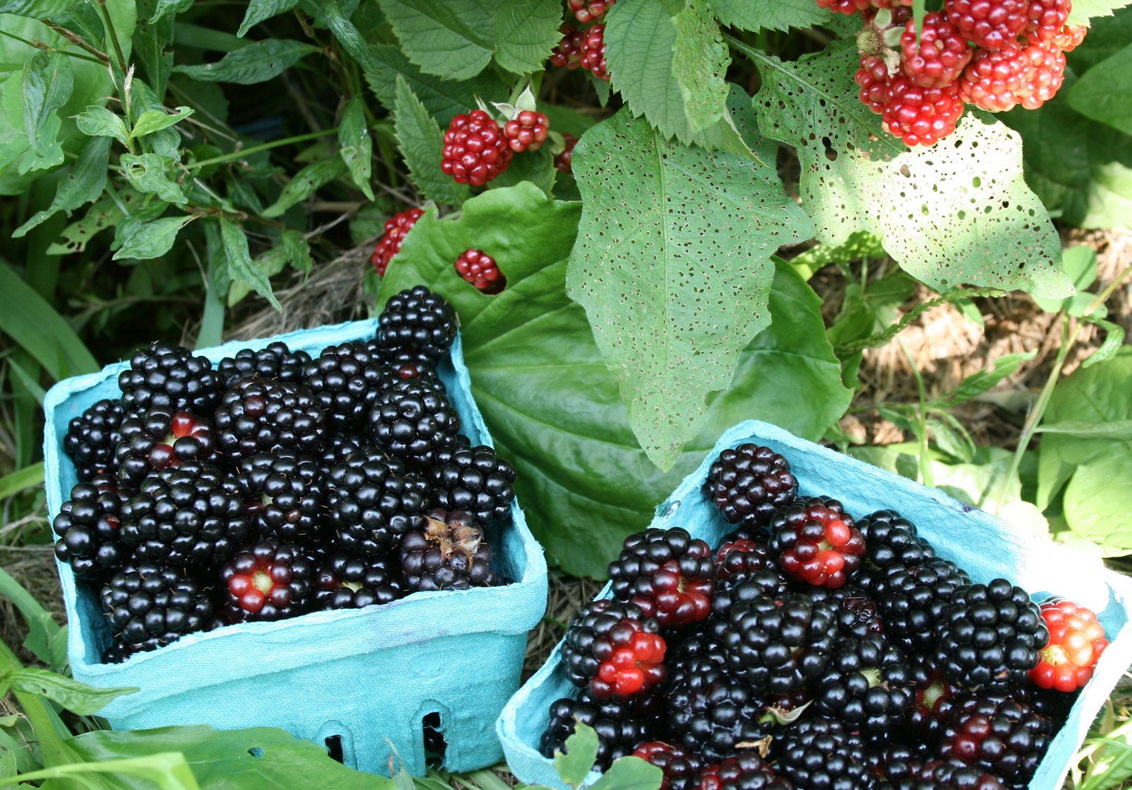 [our+day+at+hillon+farm+picking+berries+&+peaches+038-2.jpg]