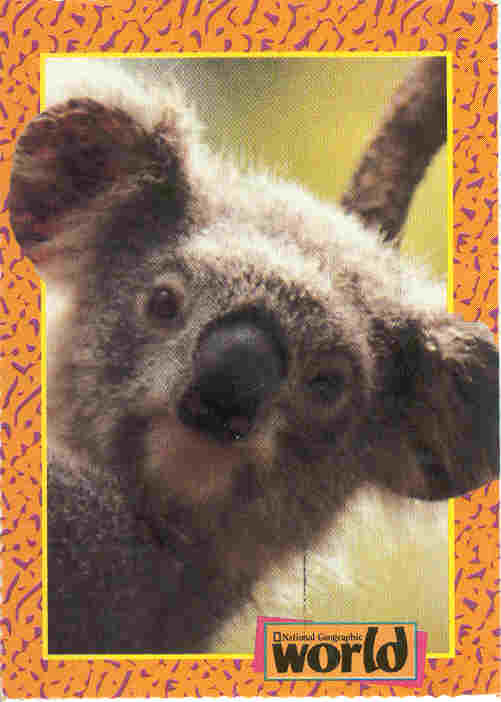 [Koala.jpg]