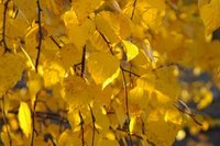 [tommye's+blog+yellow+leaves.jpg]