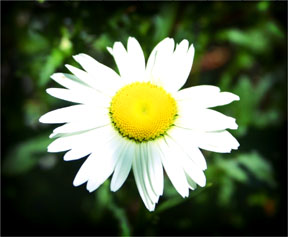 [daisy.jpg]