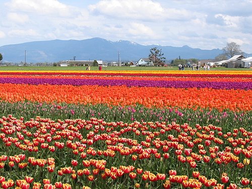 [fields-of-tulips.jpg]