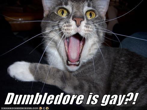 [dumbledore-is-gay-lolcat.jpg]
