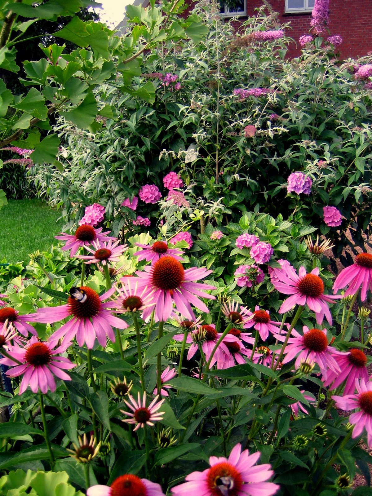 [Mein+Pinker+Garten.jpg]
