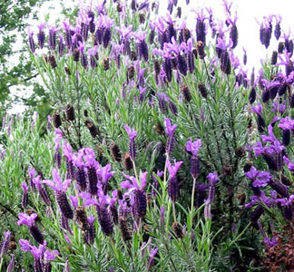 [lavender_bush.jpg]