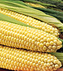 [corn.1.jpg]