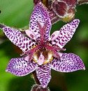 [Toad_lily.jpg]