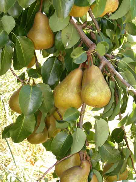 [brown-pears.jpg]