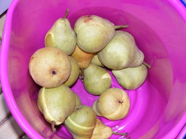[more-pears.jpg]