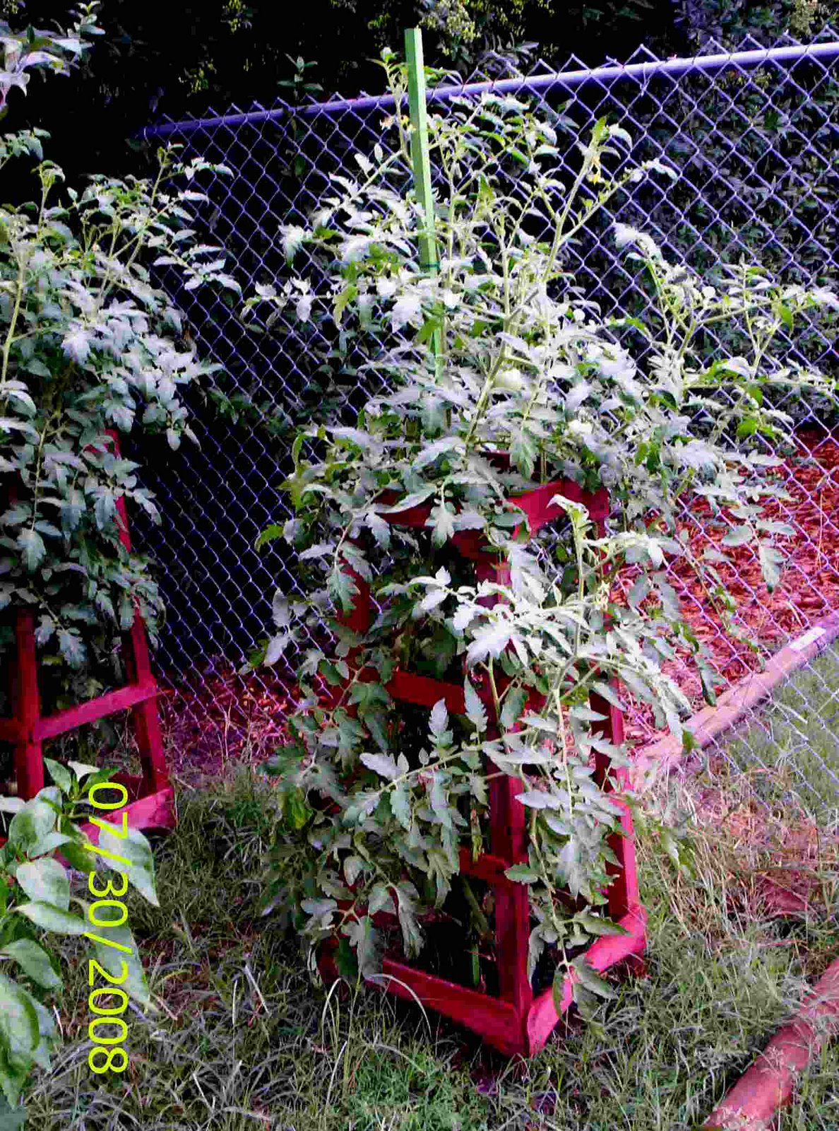 [Tomato+Patch+Pictures+-+July+30+-+08+-+movies-6+Foot+Tomato+Stak+026.jpg]