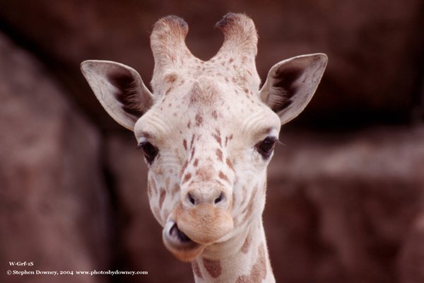 [giraffe+face+chewing+mkd.jpg]
