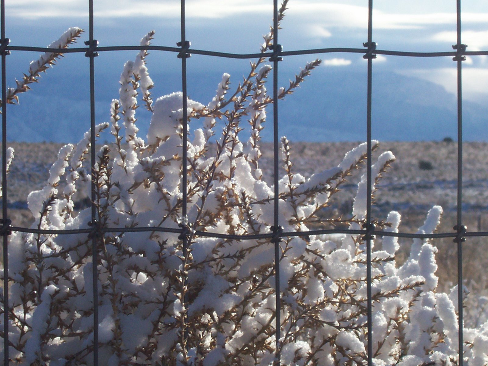 [Snow+on+Tumbleweeds+through+fence.JPG]