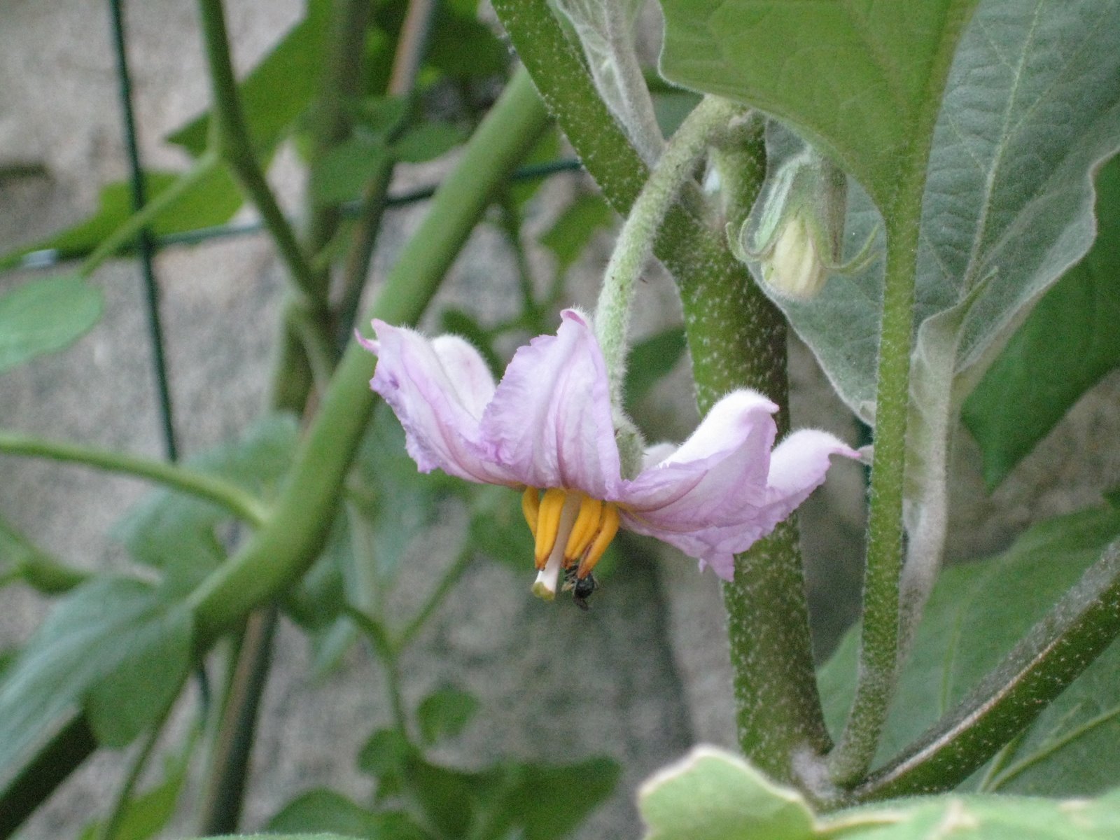 [eggplant+flower+7-6.jpg]