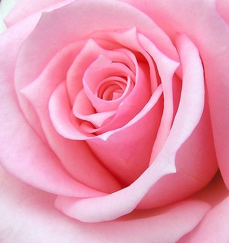[pink+rose2.jpg]