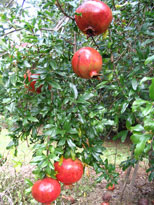 [pomagranate.jpg]