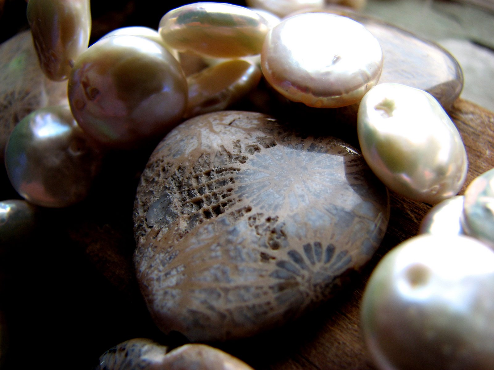 [Fossil+Coral+and+Money+Pearls.jpg]