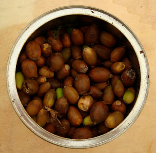 Tin full of acorns