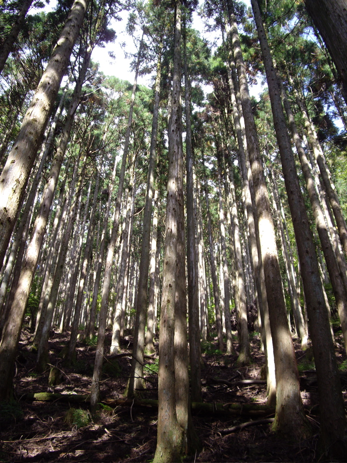 [Seppiko+-+cool+forest.jpg]
