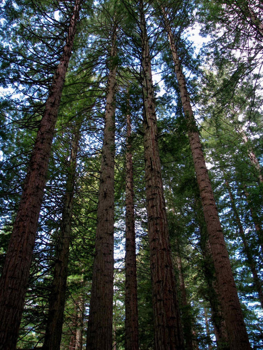 [redwood+2.jpg]
