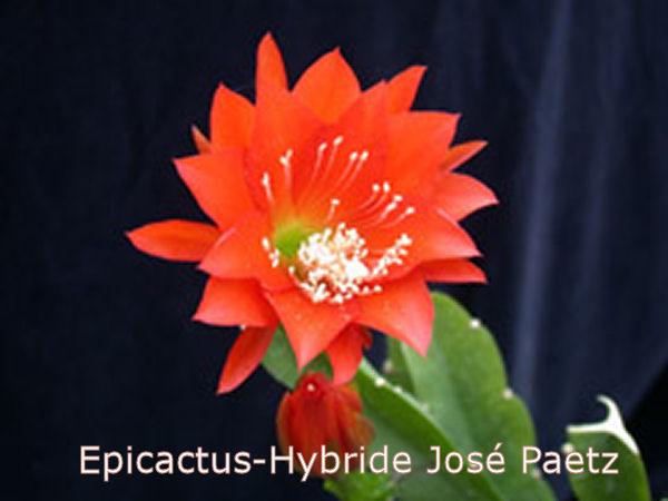 [Epicactus-Hybride+José+Paetz.jpg]